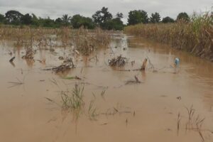 ฝนตกต่อเนื่องบนเทือกเขาตะเบาะ-เขาซำหมี จ.เพชรบูรณ์ ทำให้น้ำป่าไหลหลากท่วมบ้านเรือนกว่า 300 หลัง พื้นที่การเกษตรเสียหายกว่า 1,000 ไร่