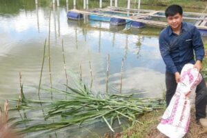 แซนด์วิชเนเปียร์+มูลไก่ สูตรอาหารปลาโลว์คอส