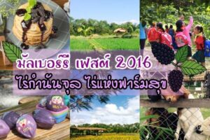 เพชรบูรณ์ชวนเที่ยวงานมัลเบอร์รี เฟสต์ 2016 ไร่กำนันจุล ไร่แห่งฟาร์มสุขระหว่างวันที่ 1 ธันวาคม 2559 ถึง วันที่ 31 มกราคม 2560