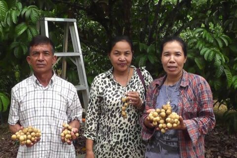 เพชรบูรณ์ เงาะมังคุด ลองกองก็มี คนสวนทดลองปลูกผลผลิตดี