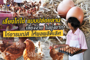 จ.เพชรบูรณ์ ส่งเสริมการเลี้ยง “ไก่ไข่นอกคอก”เพื่ออาหารกลางวัน