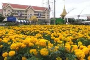 จ.เพชรบูรณ์เตรียมประดับต้นดอกดาวเรือง กว่า 100,000 ต้น รอบพระเมรุมาศจำลอง