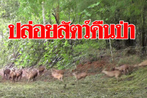 เจ้าหน้าที่อุทยานเขาค้อ ปล่อยสัตว์ป่าคืนธรรมชาติ 600 ตัว หวังฟื้นฟูประชากรสัตว์ในพื้นที่ป่าอนุรักษ์