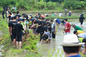 มหาวิทยาลัยราชภัฏเพชรบูรณ์ จัดกิจกรรมดำนา โครงการส่งเสริมและสนับสนุนการเกษตรแบบผสมผสาน “ไร่นาสวนผสม” สืบสานโครงการอันเนื่องมาจากพระราชดำริ