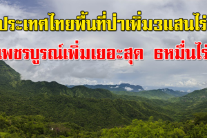 เฮ ประเทศไทยพื้นที่ป่าเพิ่ม3แสนไร่ เพชรบูรณ์เพิ่มเยอะสุด-แม่ฮ่องสอนถูกรุกมากสุด เขาหัวโล้นน่าน ค่อยๆฟื้นตัว