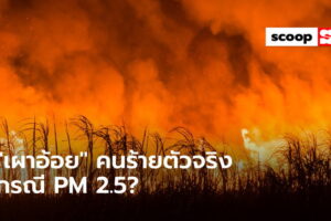 “การเผาอ้อย” คนร้ายตัวจริงหรือแพะรับบาปกรณี “PM 2.5”