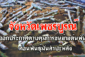 จังหวัดเพชรบูรณ์ ออกประกาศควบคุมการขนย้ายต้นพันธุ์ ท่อนพันธุ์มันสำปะหลัง