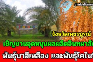 จังหวัดเพชรบูรณ์ เชิญชวนอุดหนุนผลผลิตอินทผาลัม พันธุ์บาฮีเหลือง และพันธุ์โคไนซี่ ที่เริ่มออกผลผลิตช่วงเดือนกรกฎาคม – สิงหาคม