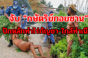 จับ “กษัตริย์กอยซาน” ปักหลักทำไร่กัญชา-ใกล้ทำเนียบประธานาธิบดี