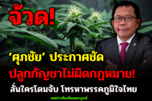 ‘ศุภชัย’ ประกาศชัด ปลูกกัญชาไม่ผิด กม.ตั้งแต่ 9 ธ.ค.64 ลั่นใครโดนจับ โทรหาพรรคภูมิใจไทย